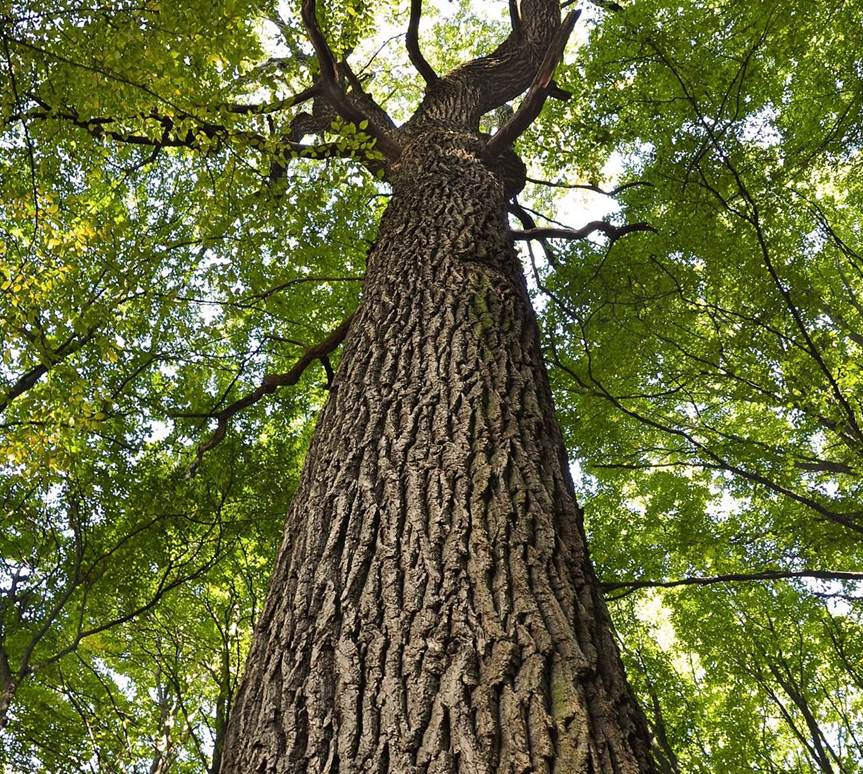 Arbre du centenaire au Canada Vimy Foundation