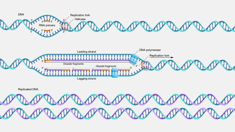 همانند سازی DNA یا DNA Replication بیولوژیسم