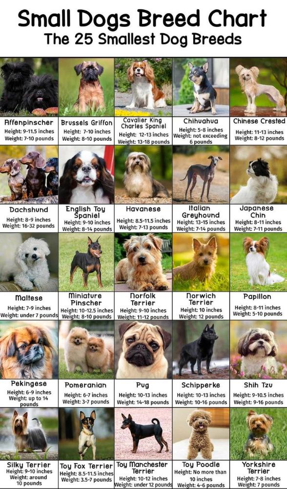 چگونه سگ‌های نژاد کوچک خود را تربیت کنیم؟ ویرگول