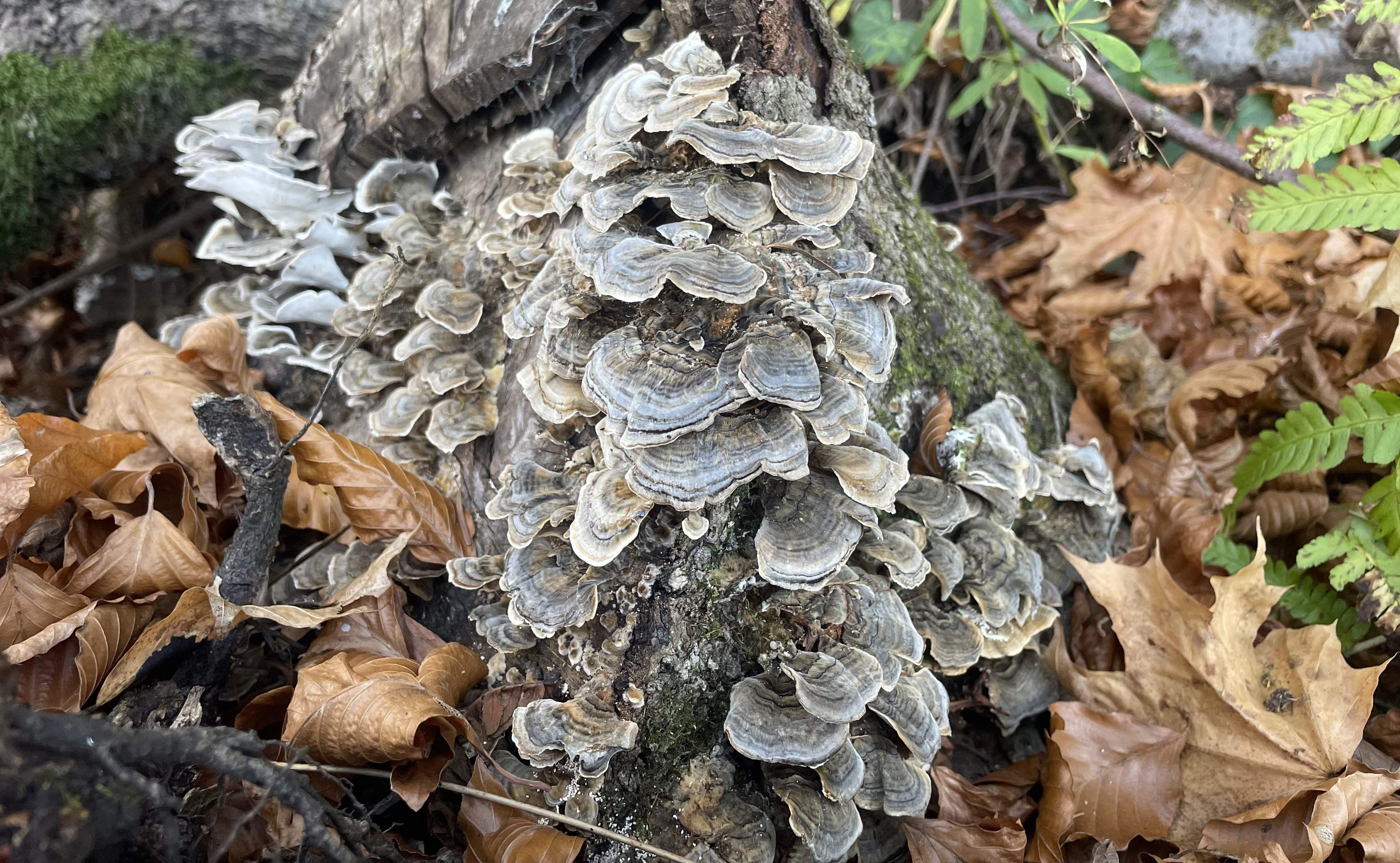 MDR Technical file, and all it's layers...