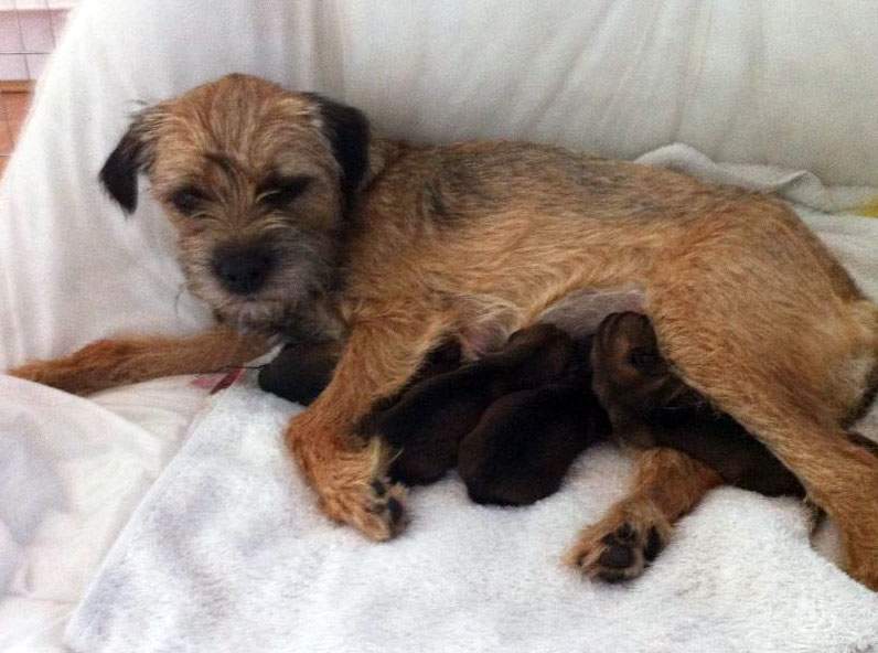 Canine Ovulation Test Pads