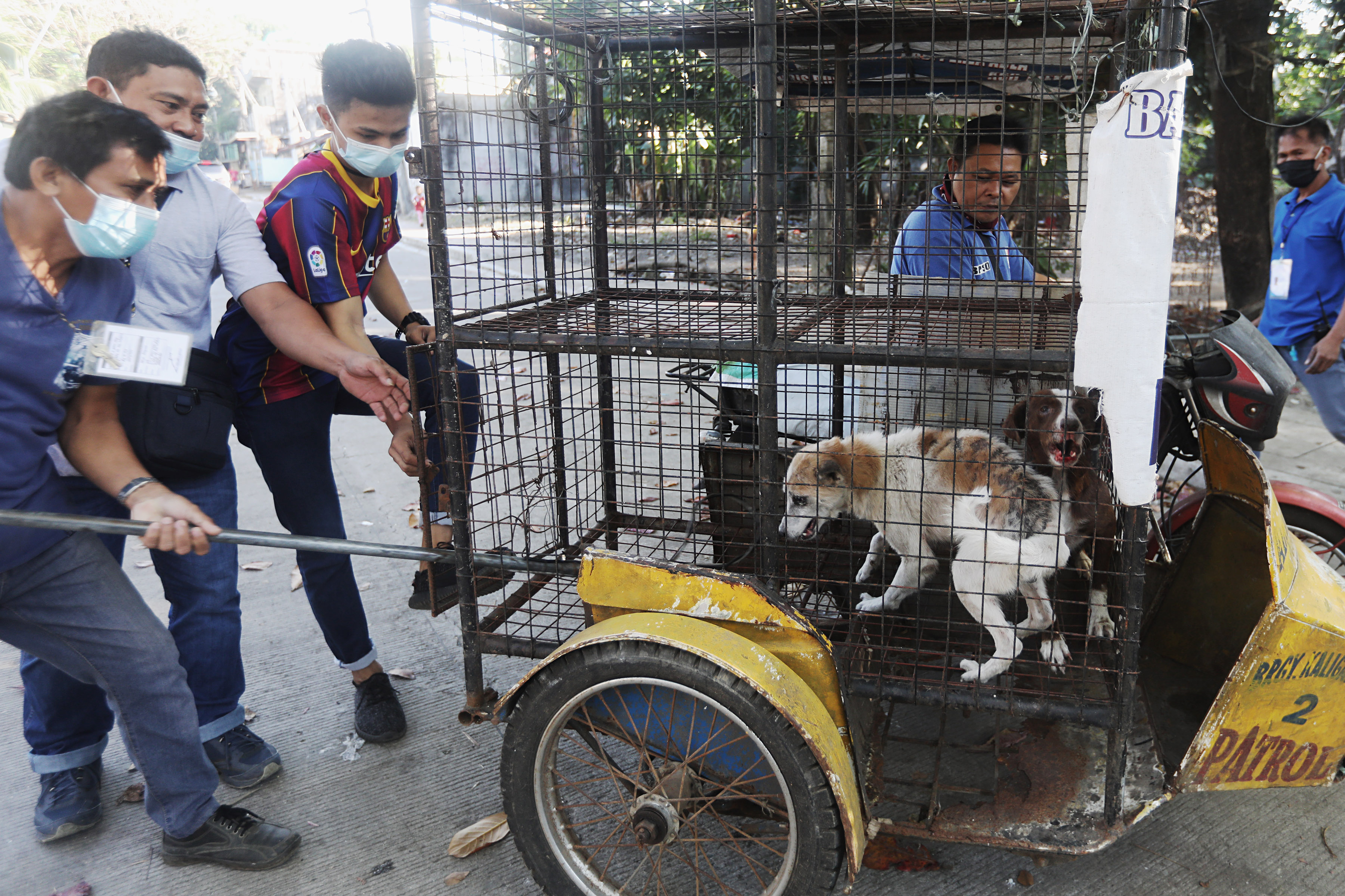 Stray dogs Photos Philippine News Agency