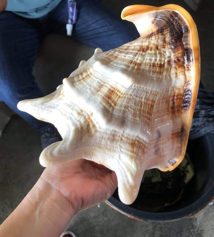 BFAR9 seizes shipment of rare helmet shells Philippine News Agency