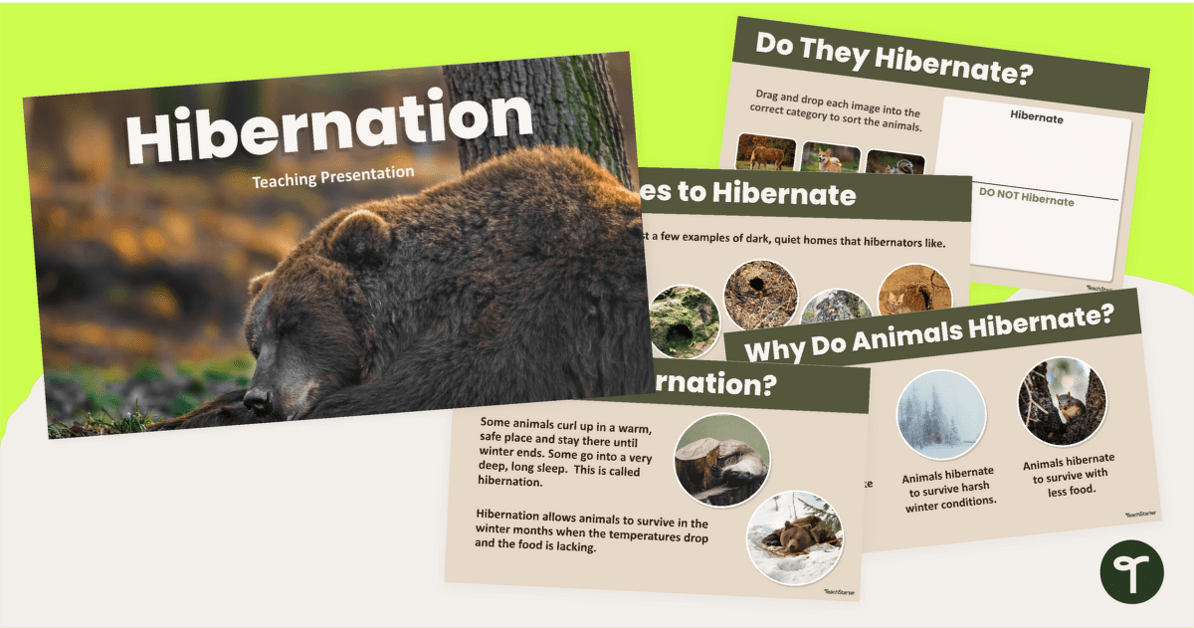 What Animals Hibernate? Teaching Slides Teach Starter