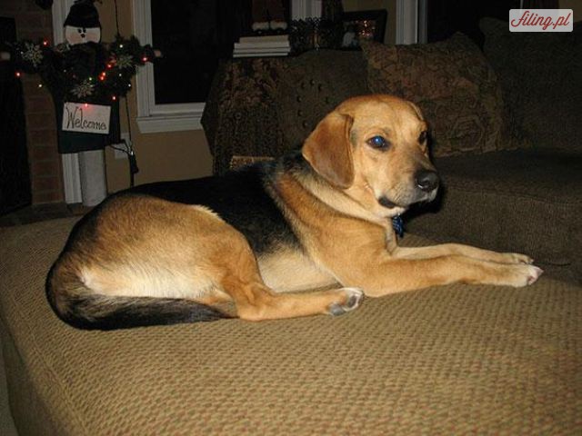 38 świetnych psów, które są krzyżówkami różnych ras.