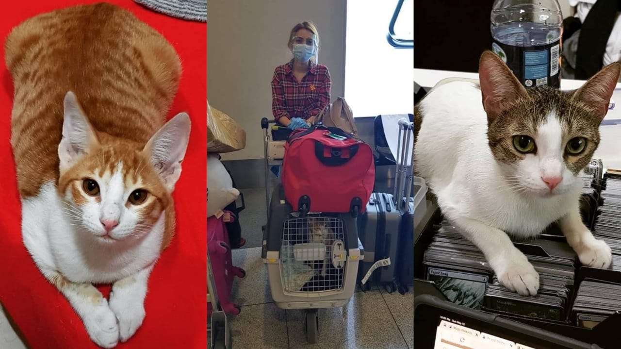 Flying your pet home from UAE to PH costs minimum Dh3,600 (Php48,000