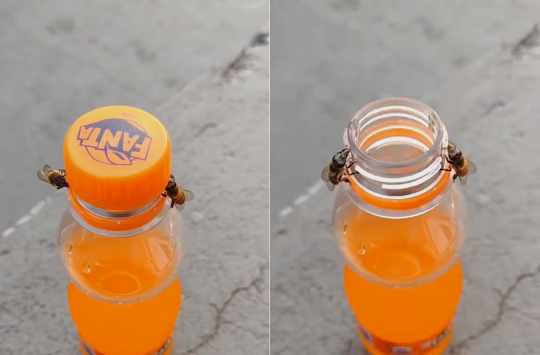 WATCH Two bees trying to open Fanta bottle cap The Filipino Times