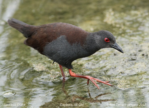 Oryx Crake Free Essays StudyMode