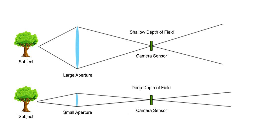 What Is Depth of Field? Definition, Examples & Tutorials