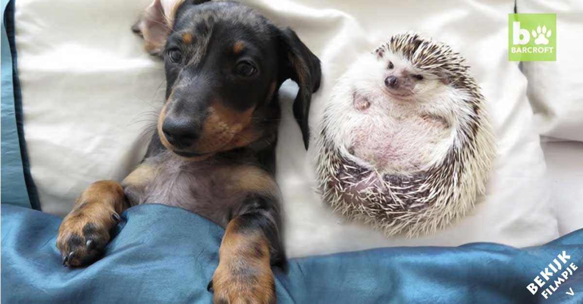 Ahh! zelden zagen we een vriendschap tussen drie dieren zo schattig als