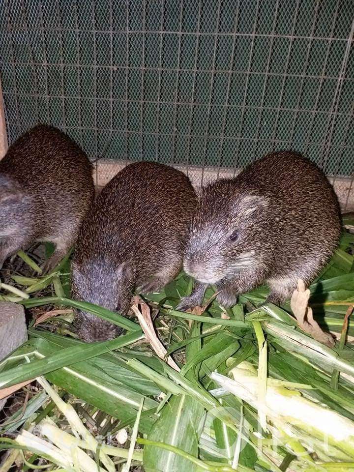 Grasscutter Colony(Cane Rat) Filta.ng