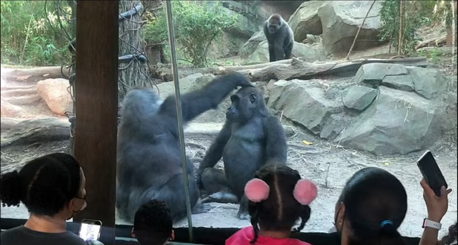 Bronx Zoo Gorillas Engage In Oral Sex Caught On Tape And Onlookers Go