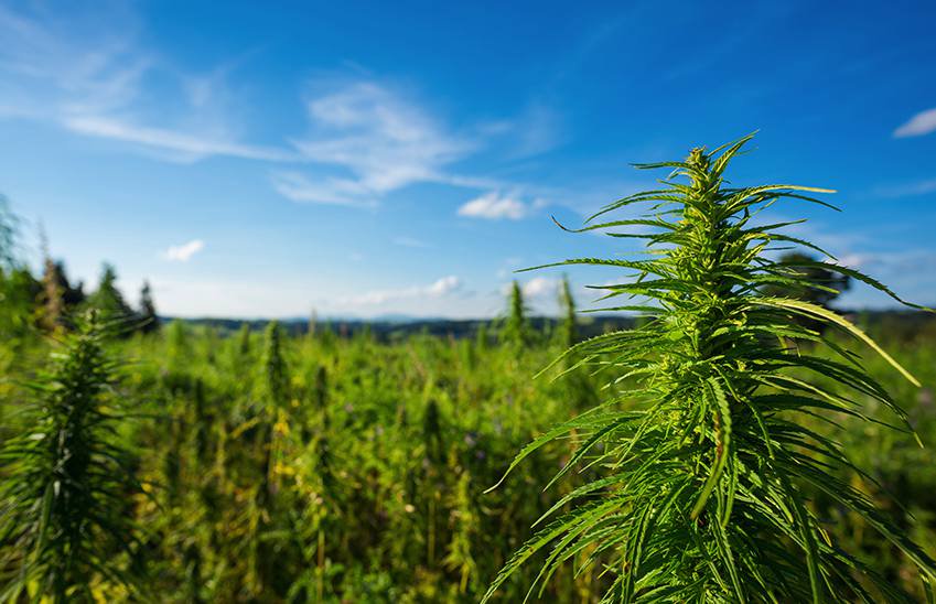 California Working Toward Certifying “Almost Organic” Cannabis