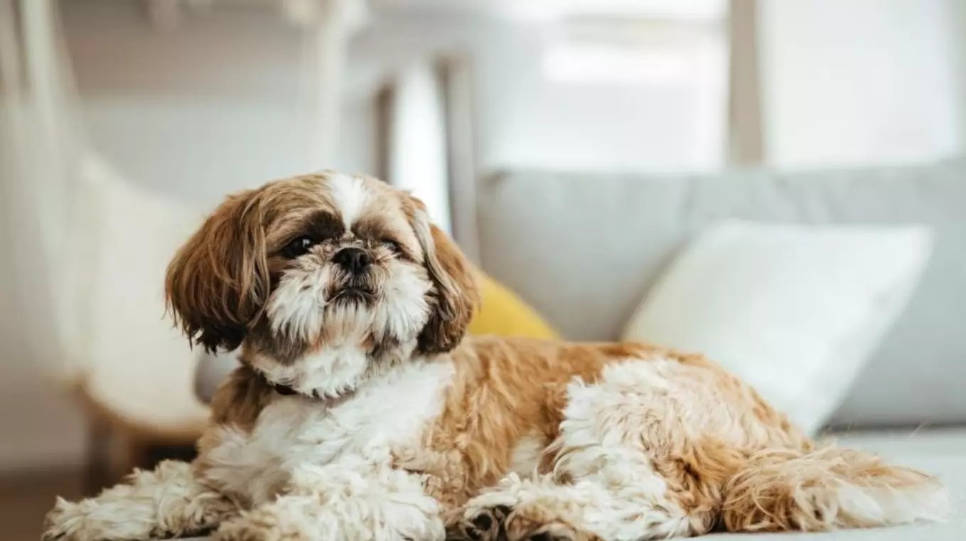 Control pet hair and dander in your home Filterqueen Philippines