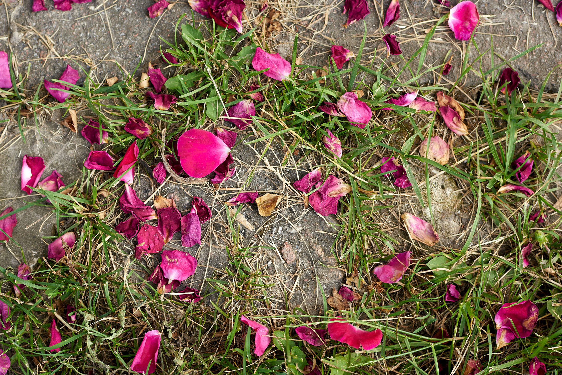ROSE QUEST 2023 Reluctance, Ravishing, and Rehabilitation with Roses