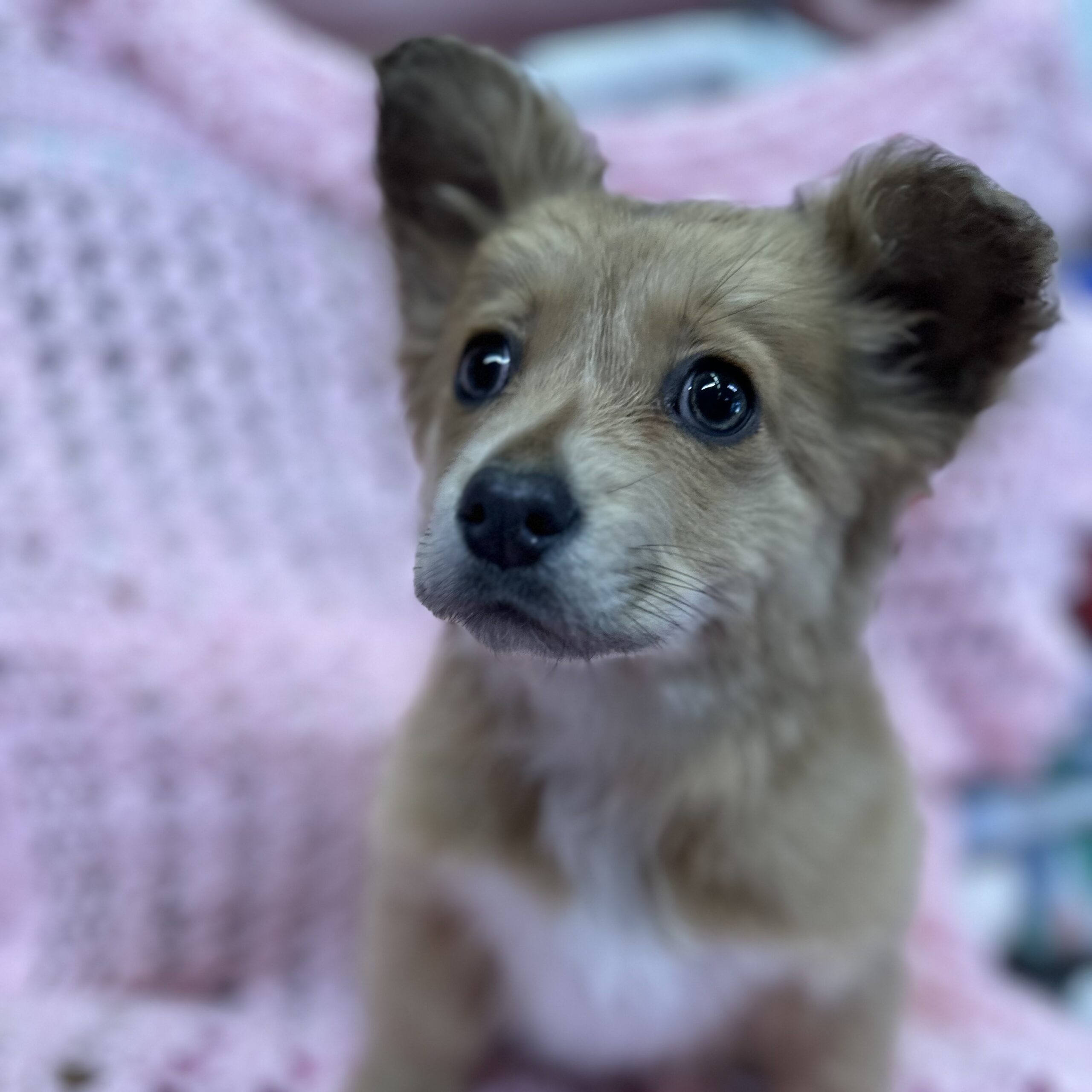 Gretchen Wieners Final Victory Animal Rescue