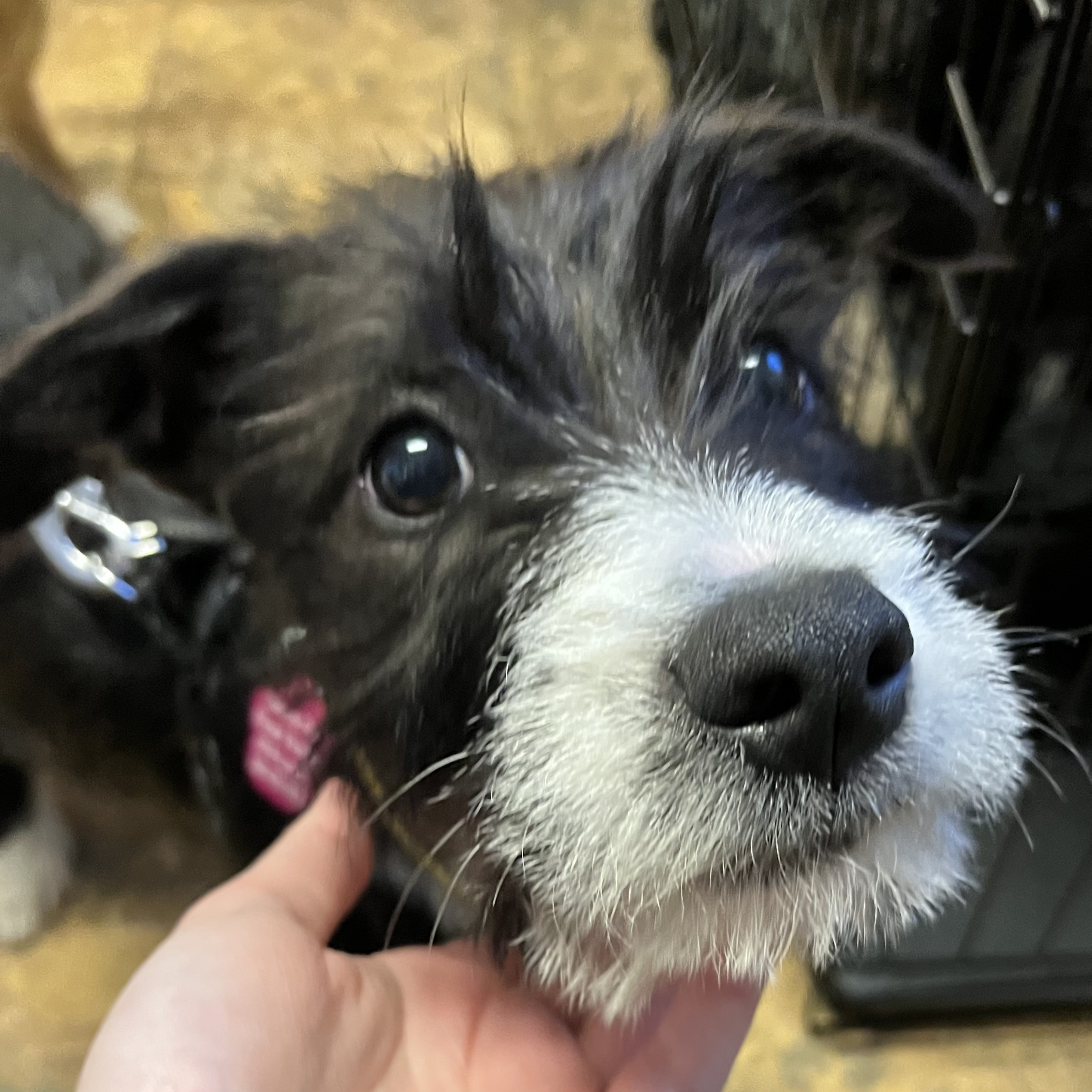 Sofa Final Victory Animal Rescue