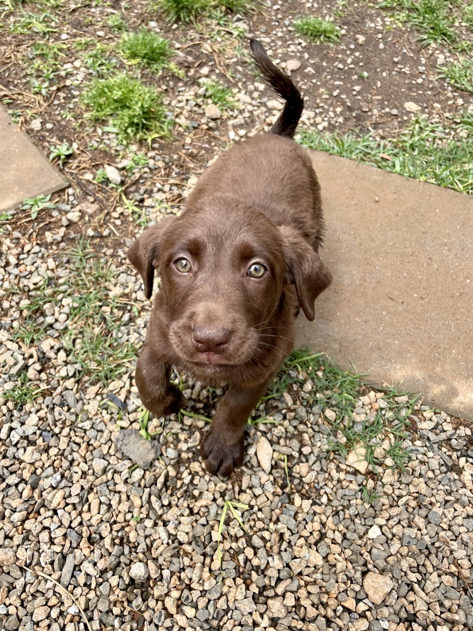 Poet Final Victory Animal Rescue