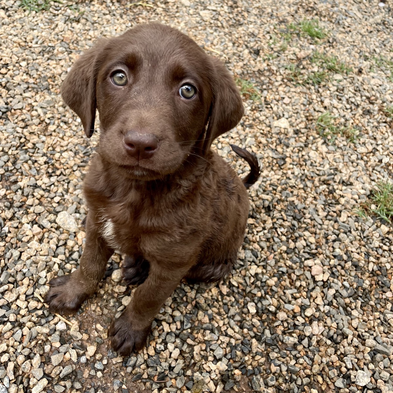 Poet Final Victory Animal Rescue