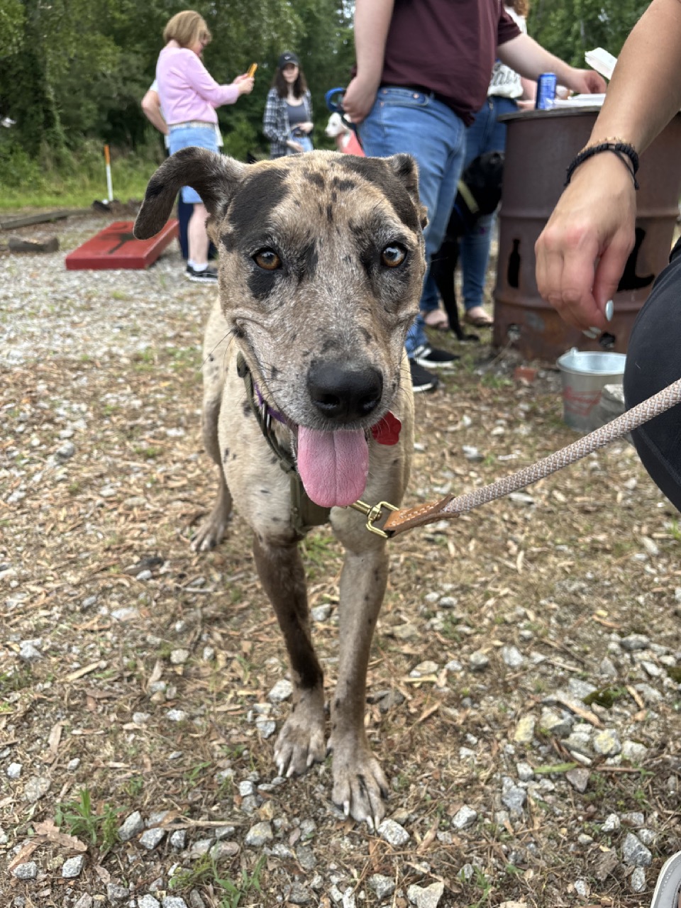 Florida Final Victory Animal Rescue