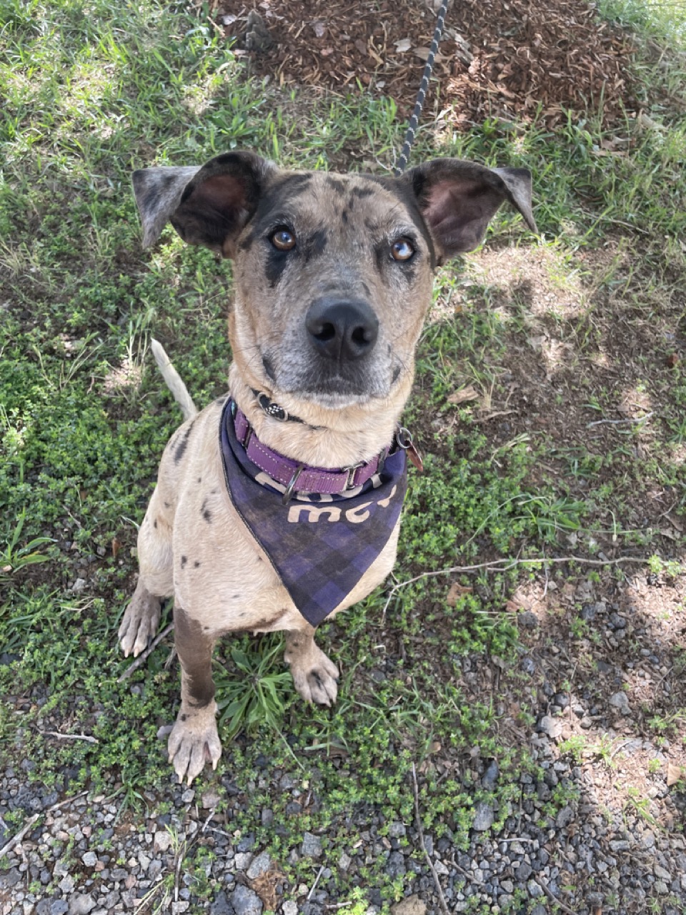 Florida Final Victory Animal Rescue