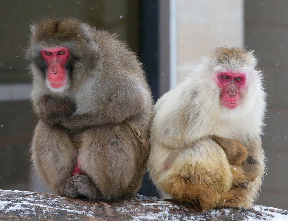 Up next for Minnesota Zoo A new home for snow monkeys Finance & Commerce