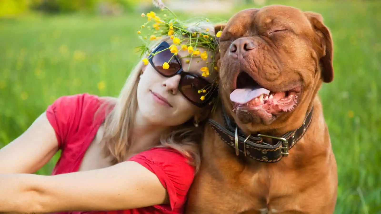 10 of the Most Vicious Dog Breeds Finance Quick Fix
