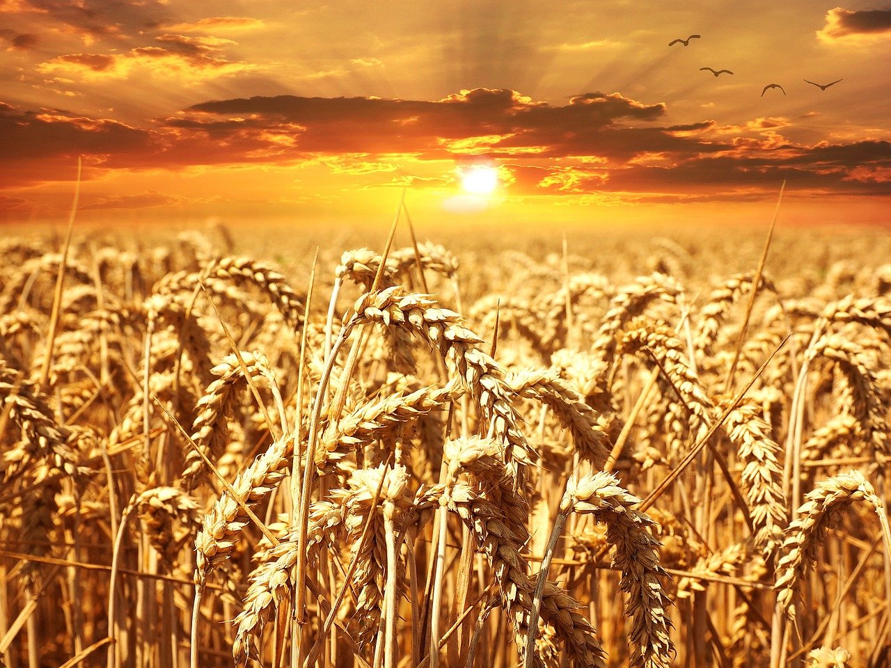 Seven World Tendencies Benefiting US Agriculture And Farmland Investing Seven World Tendencies Benefiting US Agriculture And Farmland Investing