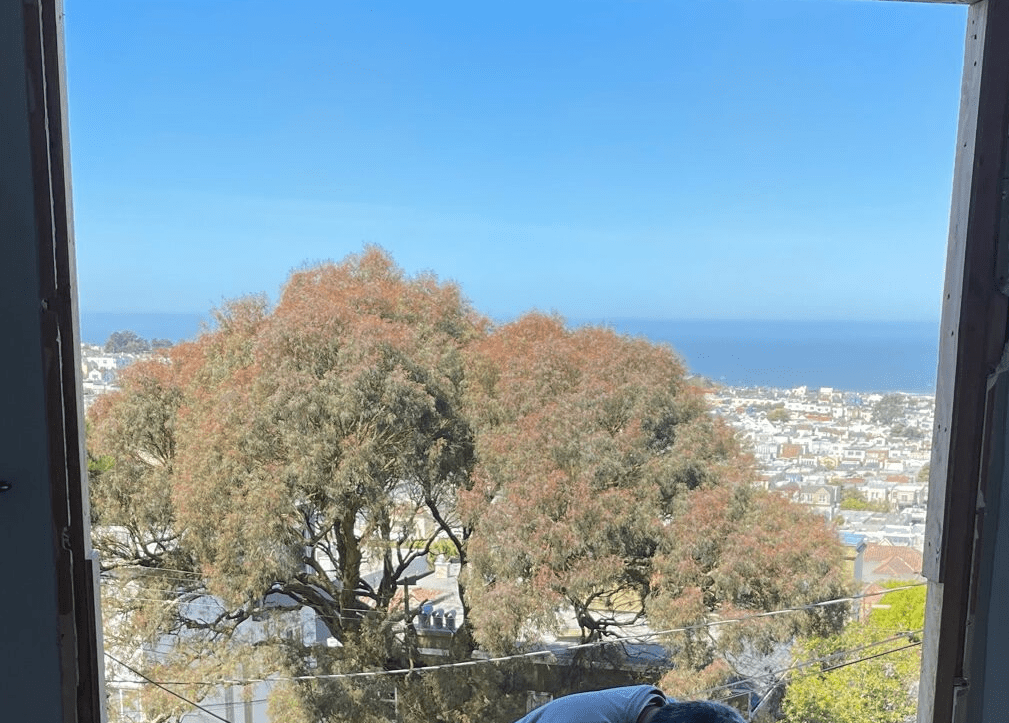 Lower level unobstructed ocean view due to huge eucalyptus tree