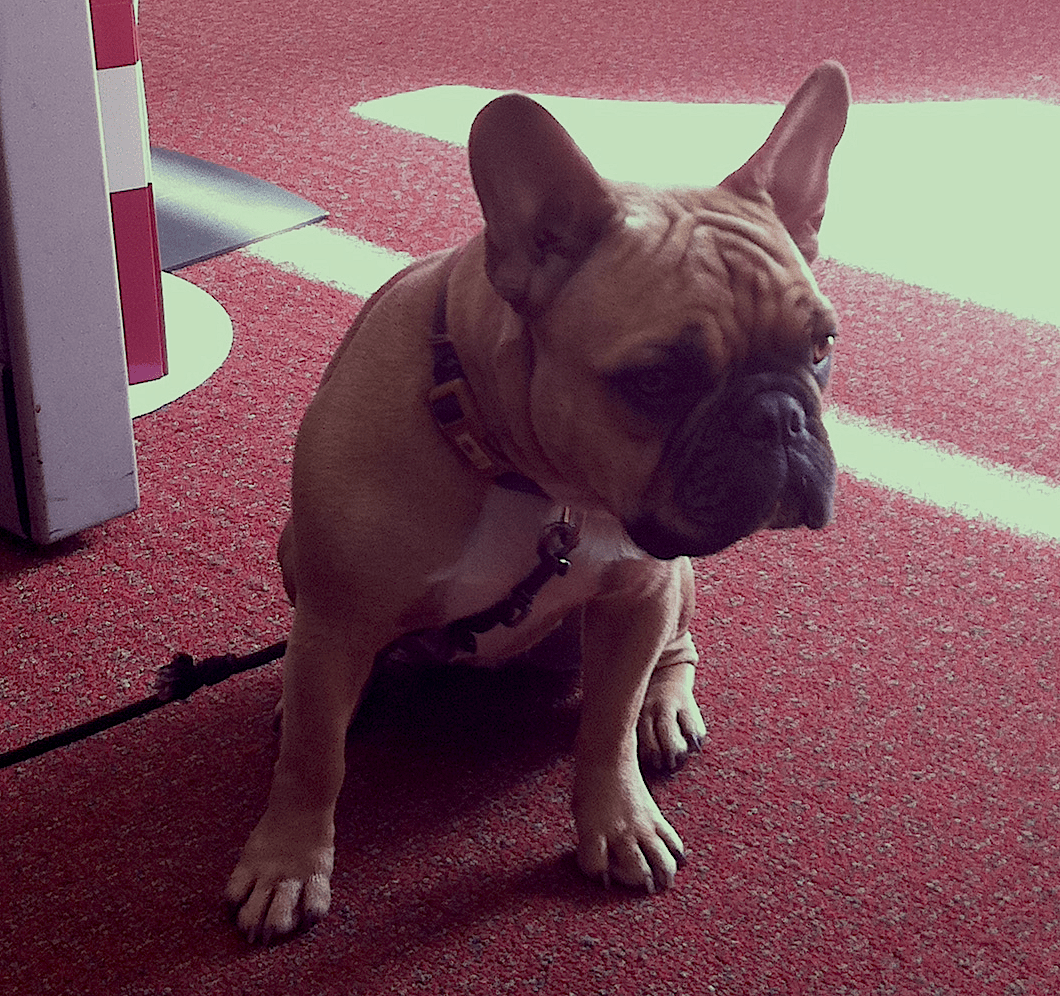 guilty-dog How To Get Laid Off: Introducing The "It's Not You It's Me But It's Really You" Strategy - Guilty Looking French Bulldog