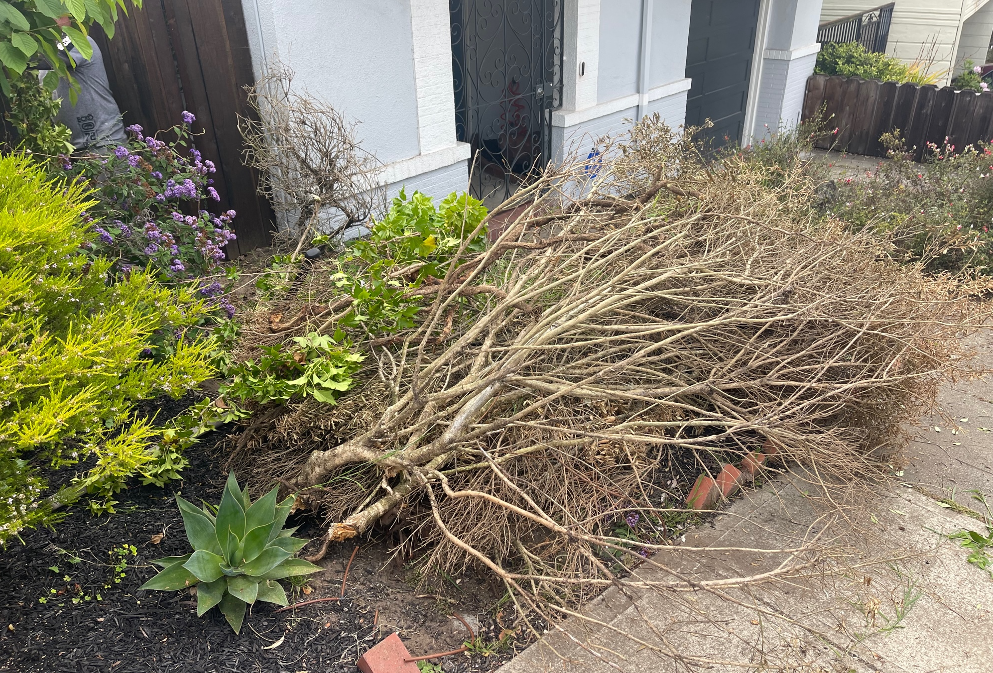 Landscaping Step #1: Remove all the dead plants.