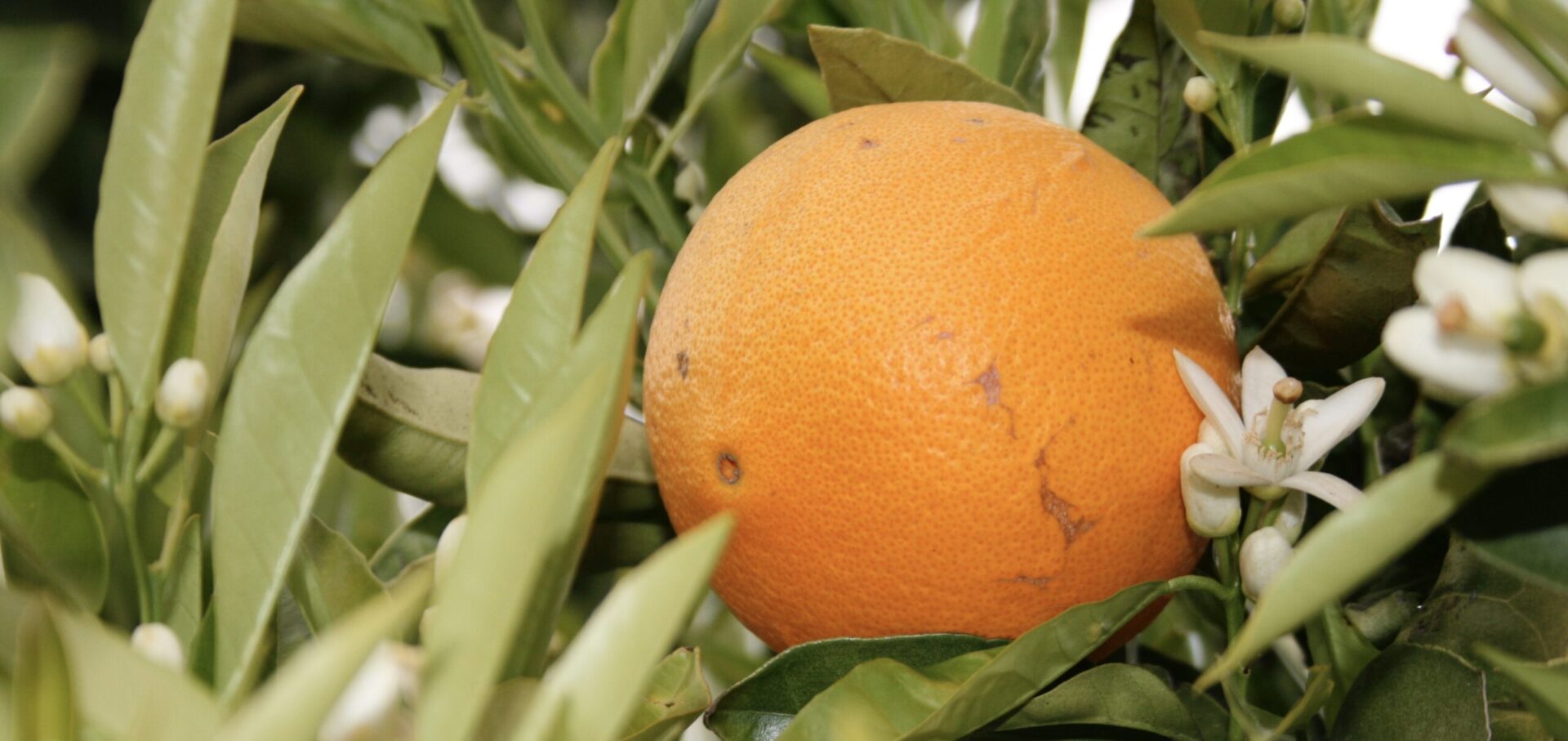 Fiesta de la Naranja (Orange festival) in Coín (Málaga)