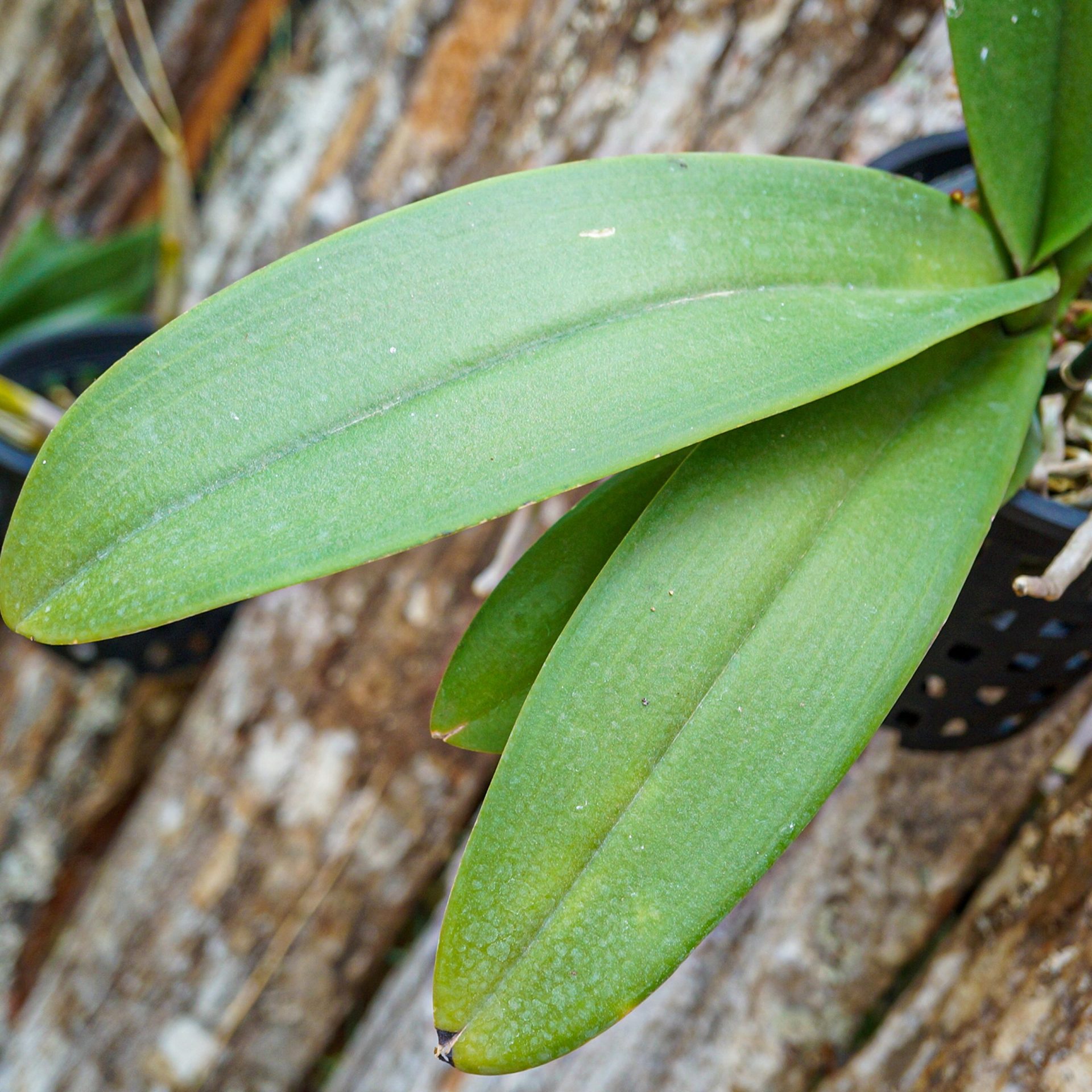Finca Drácula una de las colecciones de orquídeas más grandes del mundo
