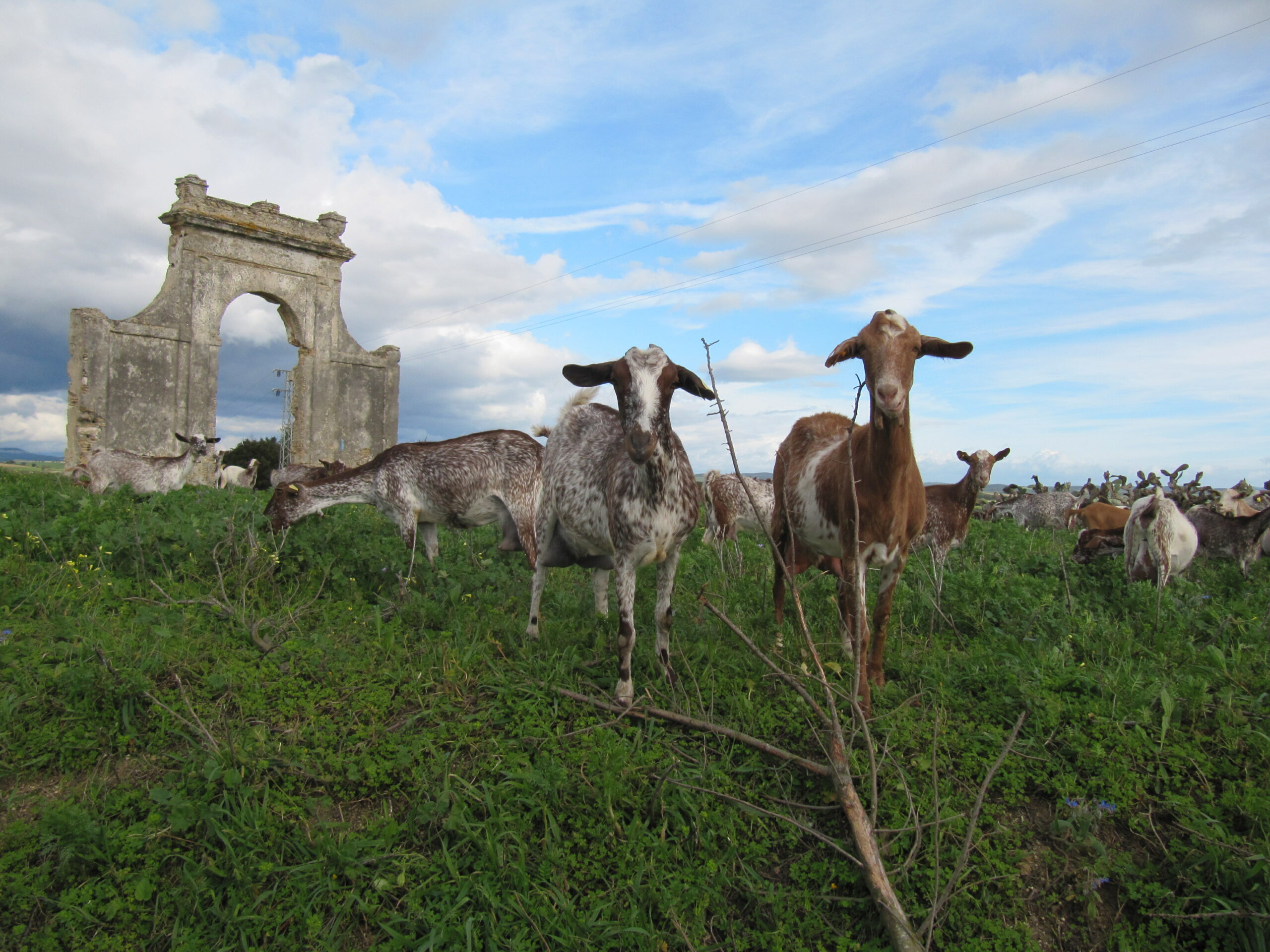 B&B Andalusië Bed and Breakfast Nederlandse eigenaren