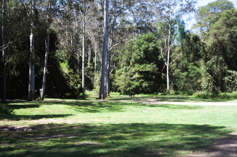Camping at Coachwood NSW