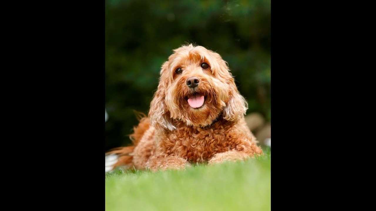 Best Invisible Dog Fences Guide 2023 Hidden Dog Fence (Pros,Cons)