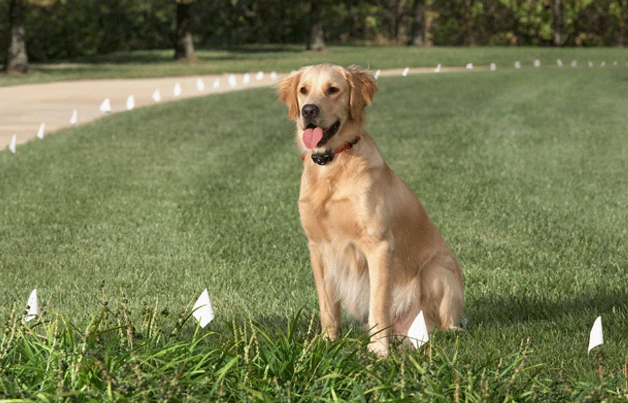 Best Invisible Dog Fences Guide 2023 Hidden Dog Fence (Pros,Cons)