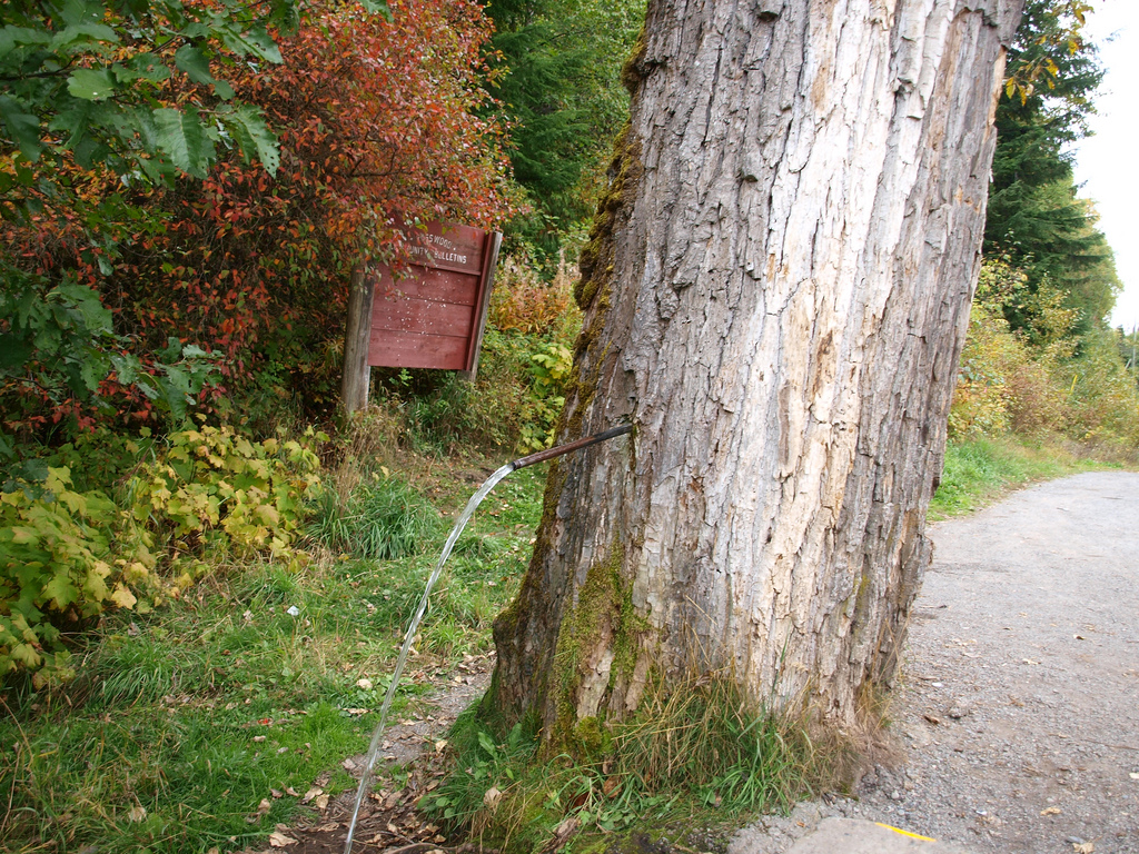 Piddlin' Tree, Rosswood, BC, V8G 4R6 Find A Spring