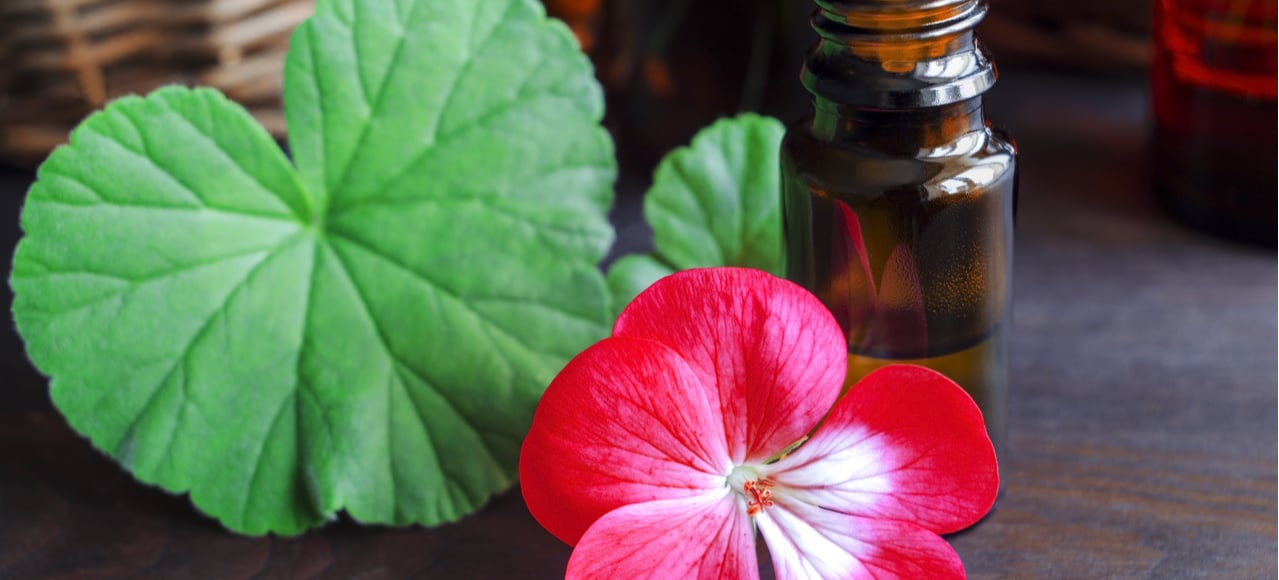 Terpene Profile Geraniol, A Powerful, FloralScented Medicine from