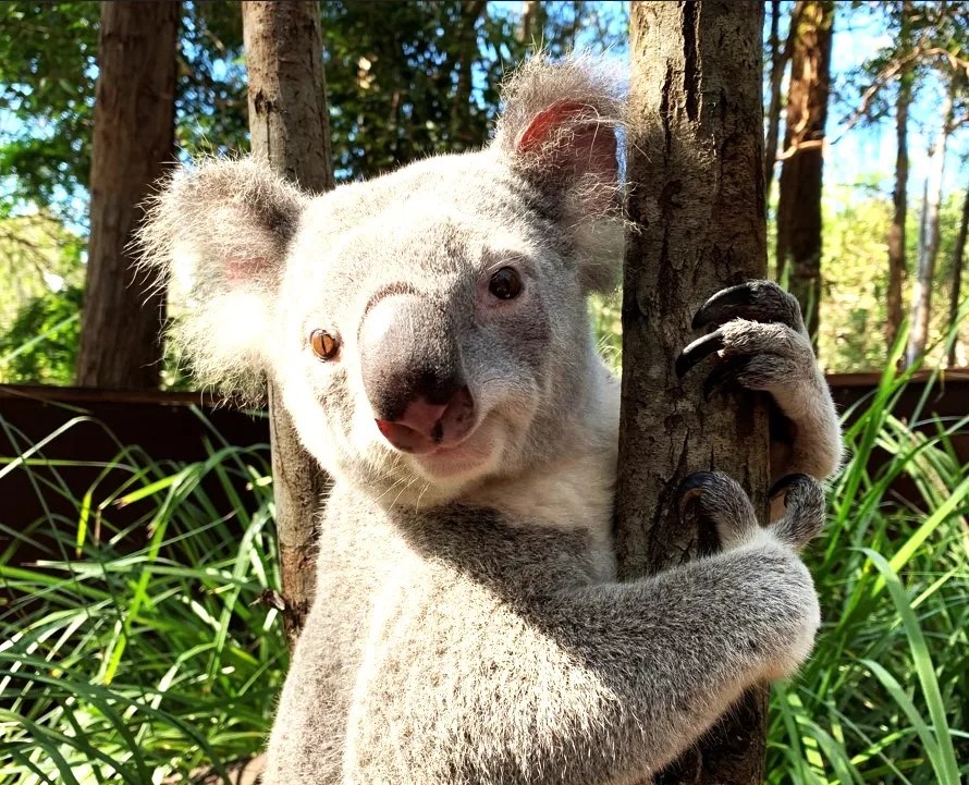 The Fascinating World of Koalas More Than Just Furry Ears!