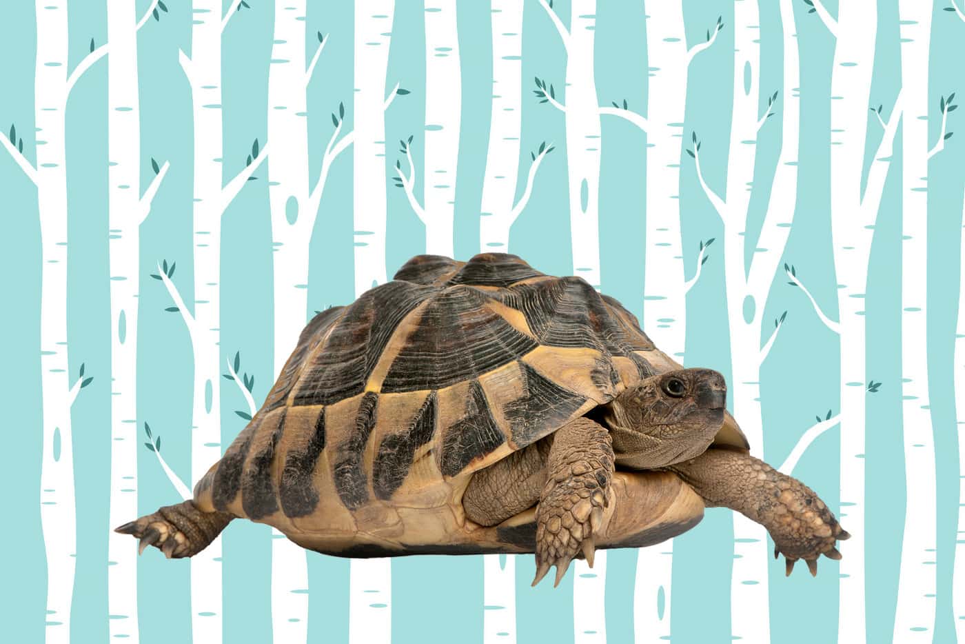 What's the difference between a turtle & a tortoise