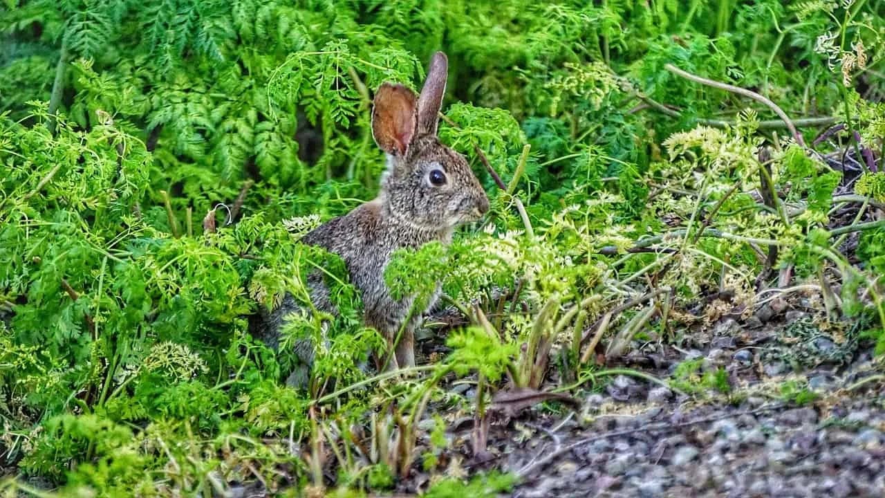 How to Keep Rabbits Out of Your Garden Find Fence