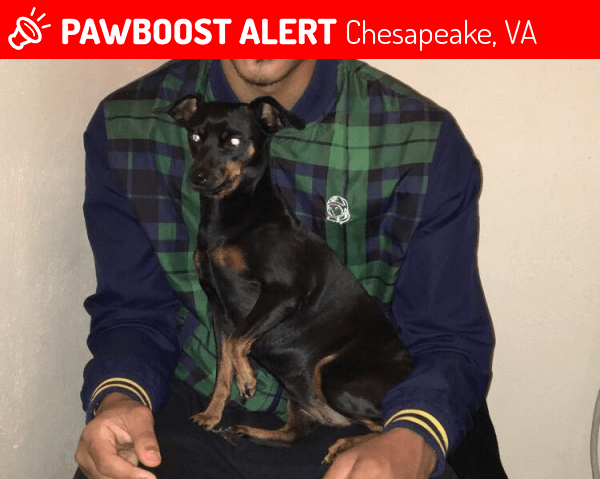 Lost Female Dog in Chesapeake, VA 23320 Named Chloe (ID 4665190) PawBoost