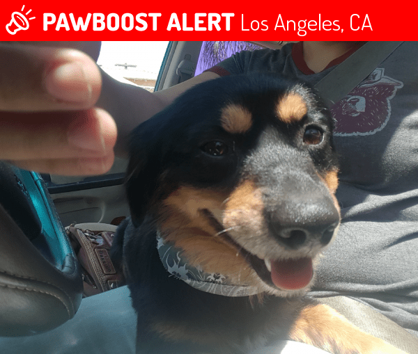 Lost Male Dog in Los Angeles, CA 91335 Named Cheeseburger (ID 4665234