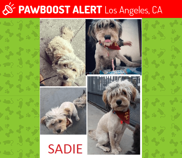 Reunited Dog in Los Angeles, CA 90033