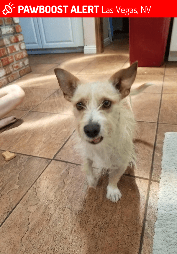 Surrendered Male Dog in Las Vegas, NV 89107 (ID 4665364) PawBoost
