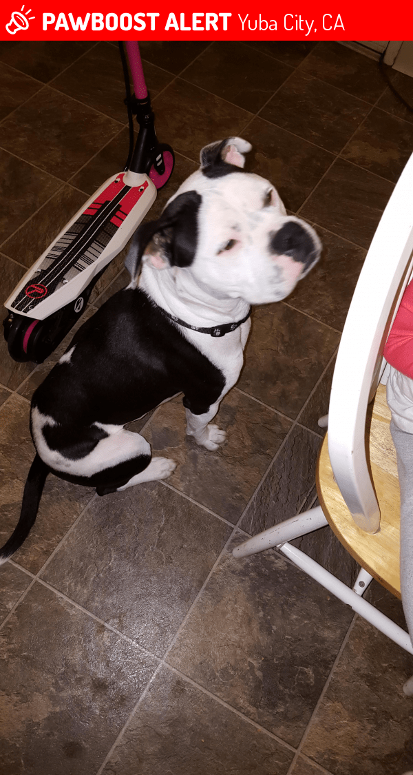 Pit Bull Rescue Yuba City Ca