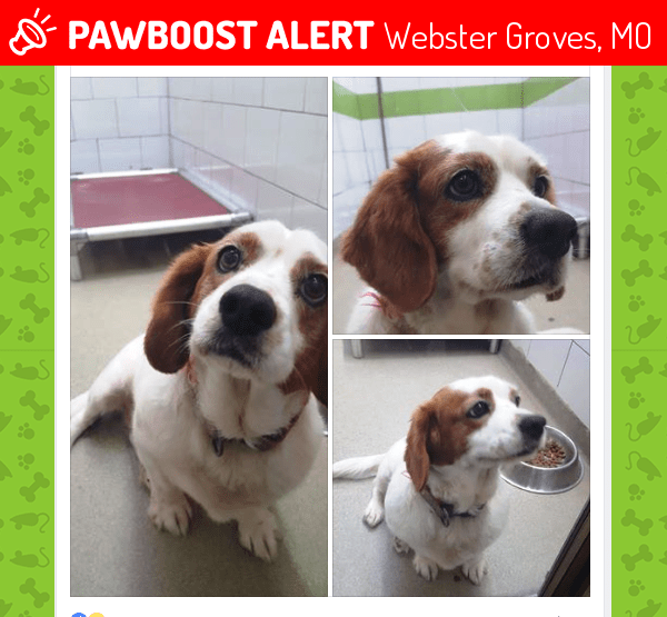 Rehomed Female Dog in Webster Groves, MO 63119 (ID 4665709) PawBoost
