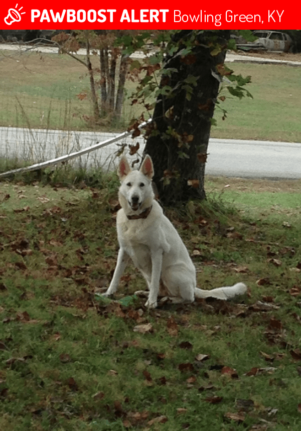 Lost Female Dog in Bowling Green, KY 42101 Named Fire Cracker (ID
