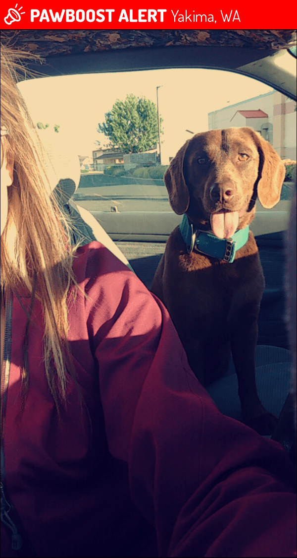 Lost Male Dog in Yakima, WA 98901 Named Copenhagen (ID 4666755) PawBoost